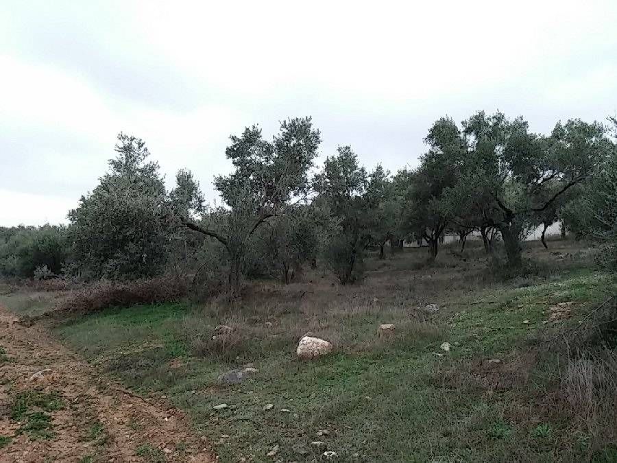 Photo 106600483