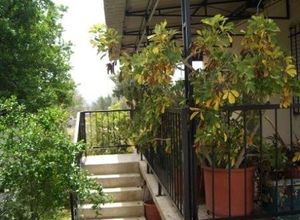Μονοκατοικία προς πώληση Νέα Πέραμος (Νέα Πέραμος (Μεγάλο Πεύκο)) 50 τ.μ. 2 Υπνοδωμάτια