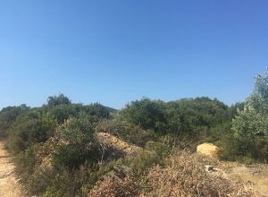 Αγροτεμάχιο, Μυρτόφυτο