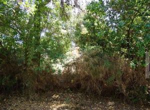 Land Plot, Strofili
