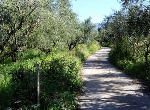 Αγροτεμάχιο προς πώληση Μικρομάνη (Θουρία) 3.124 τ.μ.