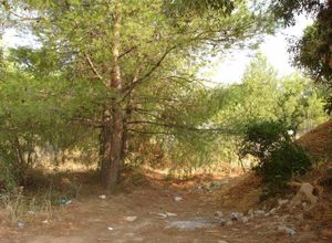 Land Plot, Panorama