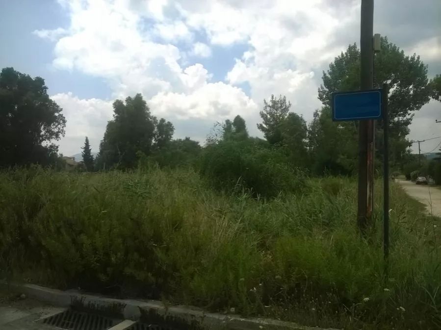 Plot Schinias