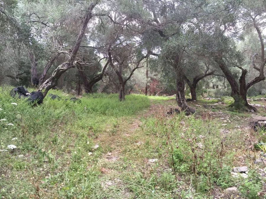 Plot Paxoi