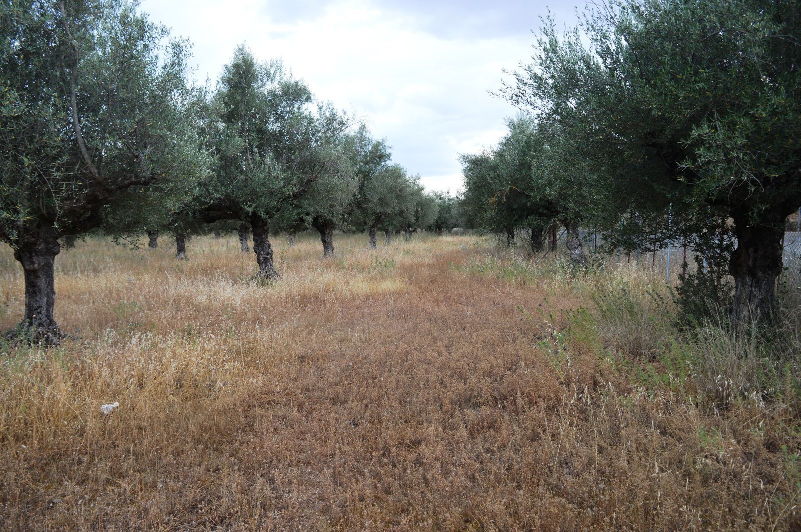 Land Plot for sale Agios Konstantinos (Arfara)