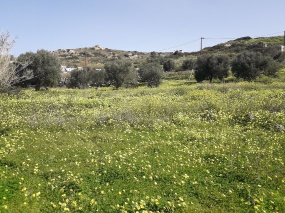Naxos