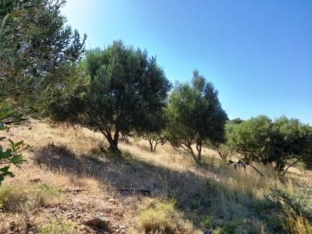 Land Plot For Sale Palaikastro (itanos) - Plot Of Land Of 10000m2 In 