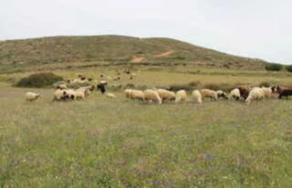 Paliochori