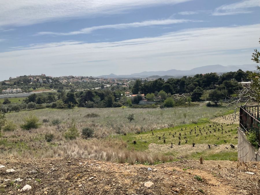 Plot Panorama