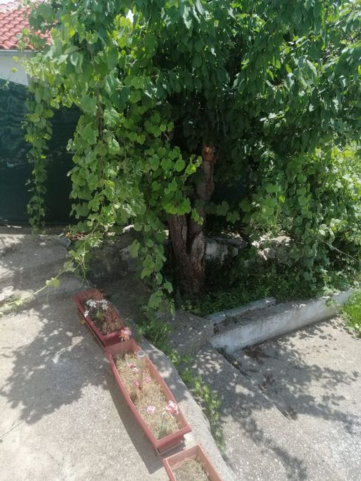 Photo 262223839