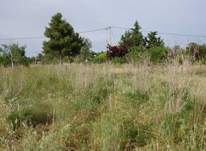 Land Plot, Panorama