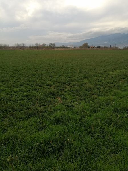 Photo 274489537