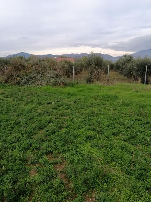 Photo 274489543