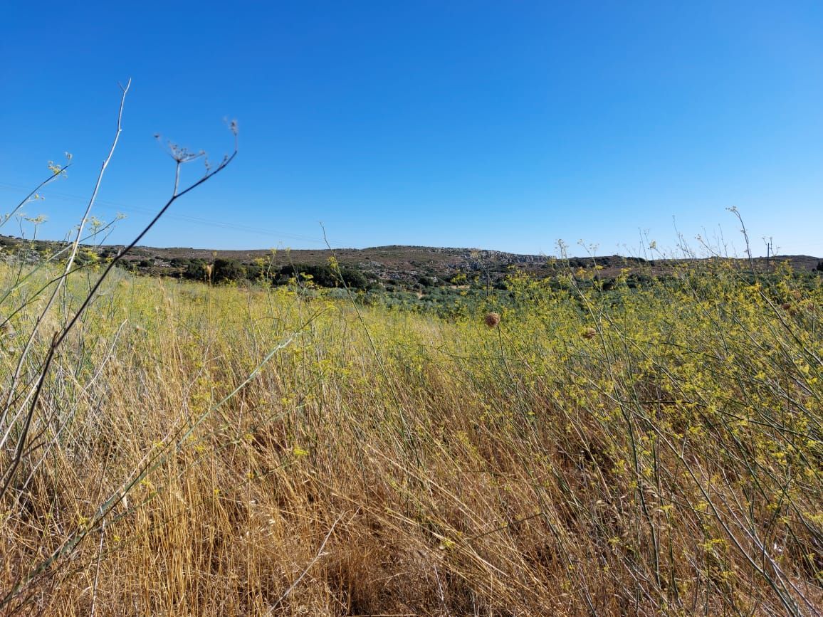 Plot of land with an olive press in Messa Apidi, Sitia.