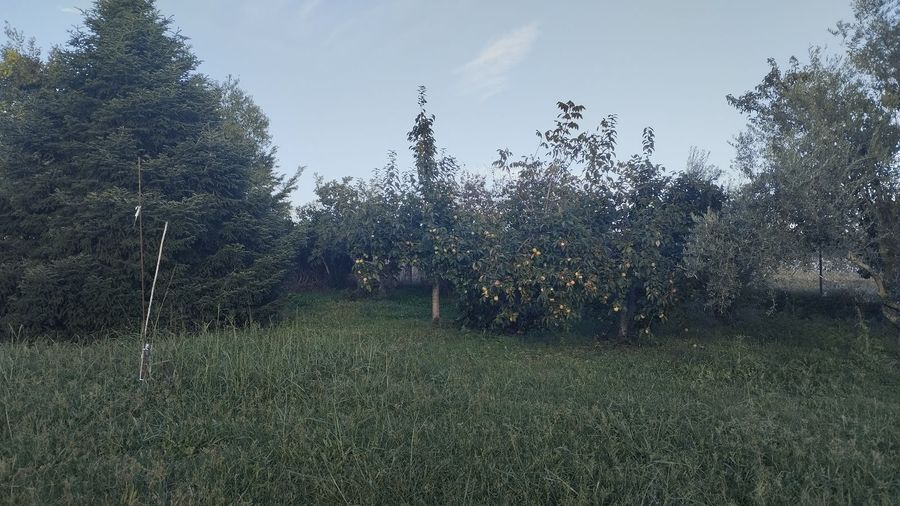 Photo 297706810