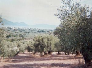 Οικόπεδο, Αγιόκαμπος