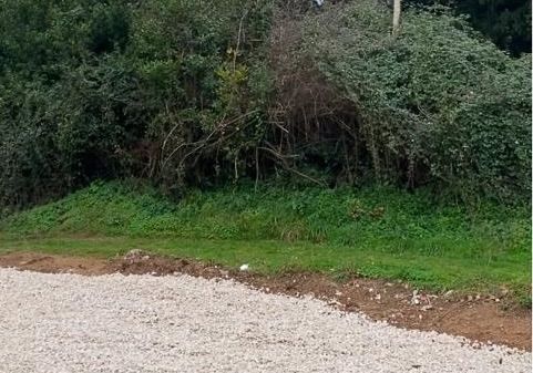 Fotografija 310792252