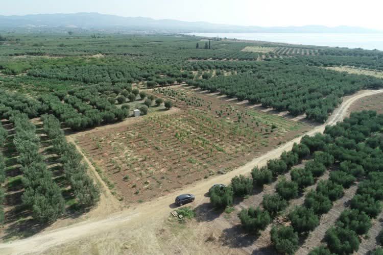 Снимка 311290459