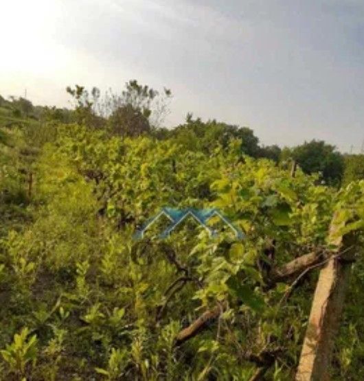 Снимка 311926513