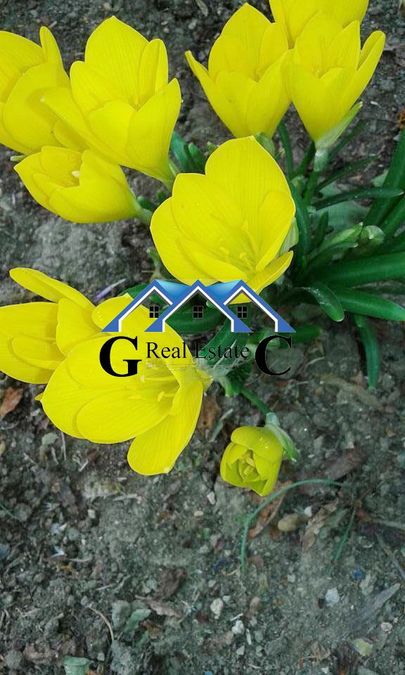 Снимка 314808211