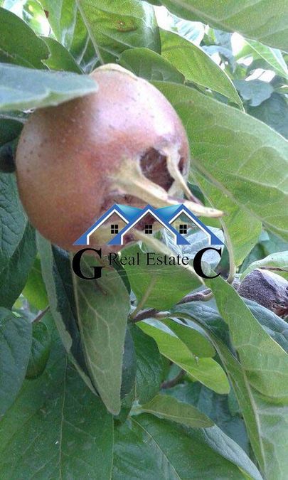 Снимка 314808214