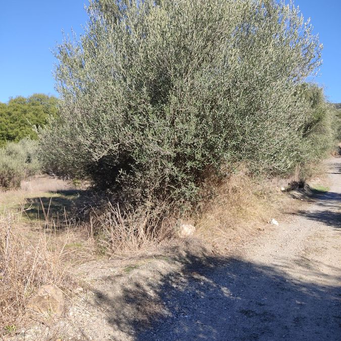 Photo 317110132