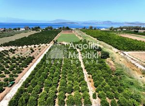 Paralia Irion, Ellada Paralia Irion detached house for sale 50 ㎡ 1 Bedroom 157000 