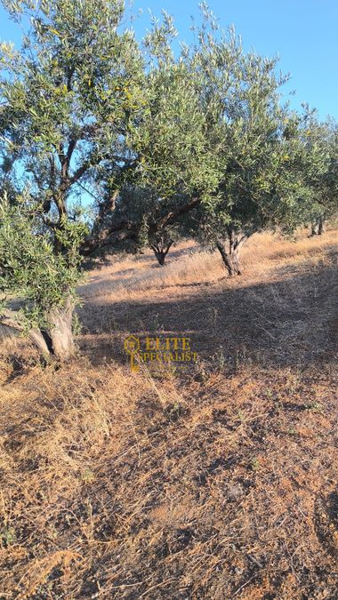 Photo 323091502
