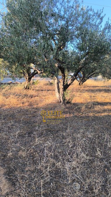Photo 323091517