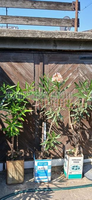 Снимка 323168287