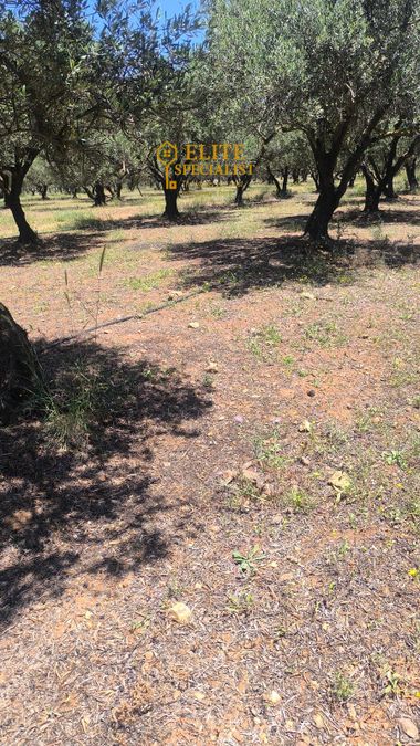 Photo 323381704