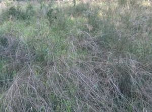 Land Plot, Kefalari