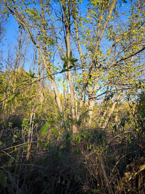 Снимка 337436605