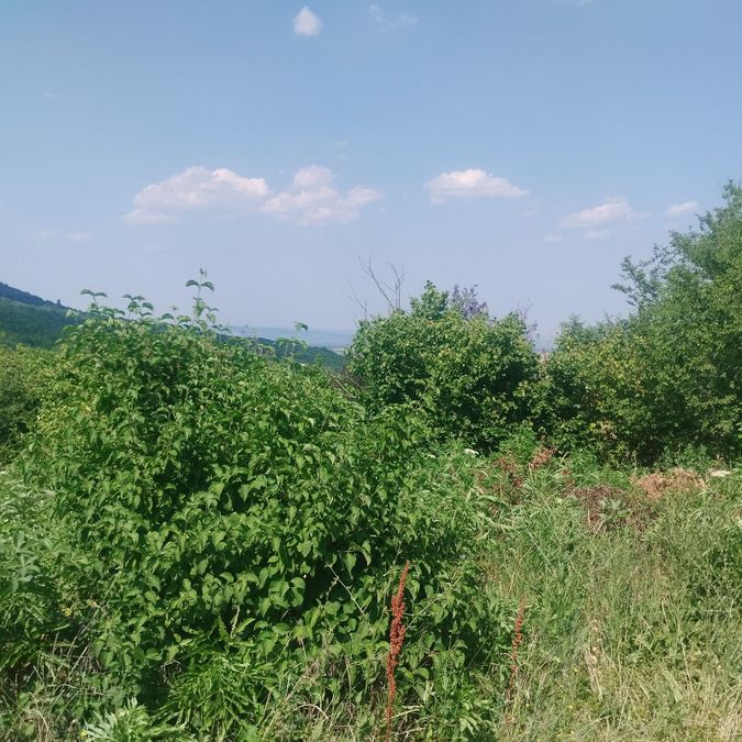 Снимка 339554590