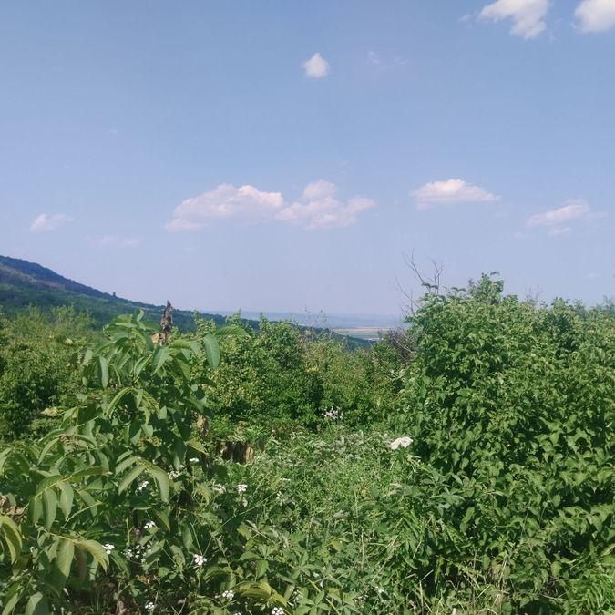 Снимка 339554614