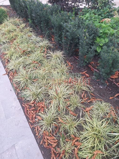 Снимка 346398799