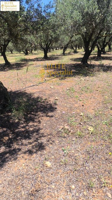 Photo 353736343