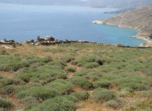 Οικόπεδο προς πώληση Άνδρος Χώρα 4.400 τ.μ.