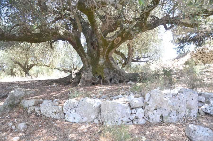 Fotografija 98708518